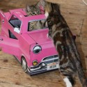 Cat Play House