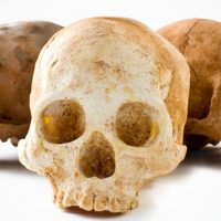 Chocolate Skulls