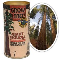 DIY Giant Sequoia