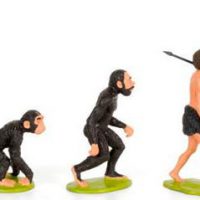 Darwin Play Set