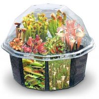 Desktop Carnivorous Plant Set