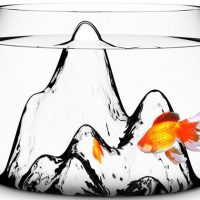 Fishscape Fishbowl