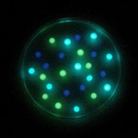 Fluorescent Cyanobacteria Petri Dish Soap