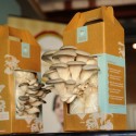 Home Mushroom Kit