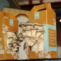 Home Mushroom Kit