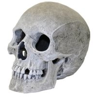 Human Skull Aquarium Ornament