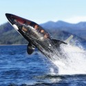 Killer Whale Designed Submarine
