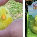 Magic Chick Toy