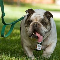 Pet exercise monitor