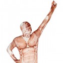 Premium Muscle Morphsuit