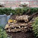 Stoker's Moors Dragon Skull Statue