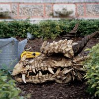 Stoker's Moors Dragon Skull Statue
