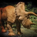 The 20 Foot Animatronic Triceratops