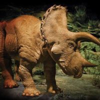 The 20 Foot Animatronic Triceratops