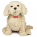 The Emotional Response Puppy