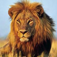 African Lion
