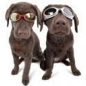 Doggles Dog Goggles