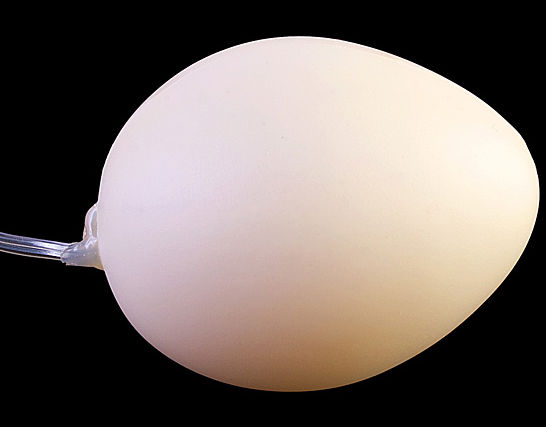 Egg With Light