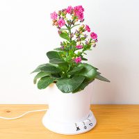 USB Flower Pot