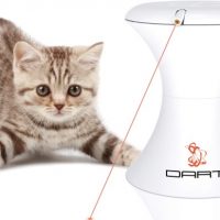 Cat Laser