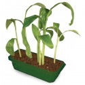 Grow Your Own Banana Tree