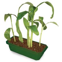 Grow Your Own Banana Tree