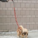 hot-dog-leash 2