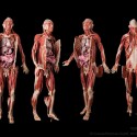 Plastinated Human Body