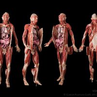 Plastinated Human Body