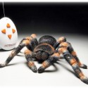 RC Tarantula