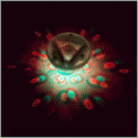 Underwater Disco Lightshow