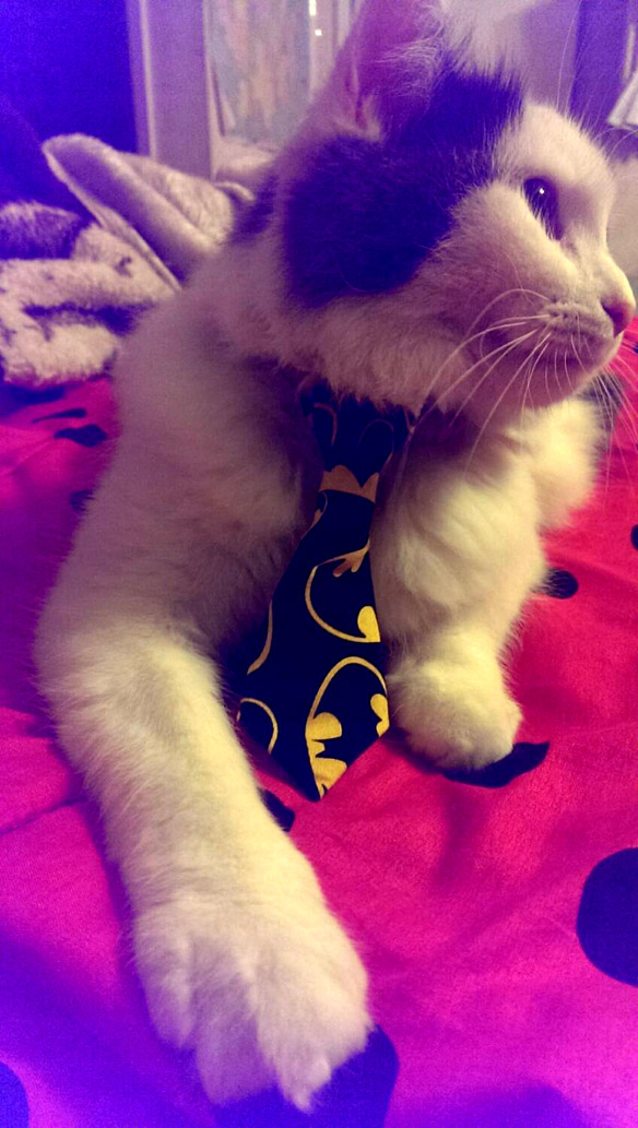 Batman Necktie for Small Dog or Cat