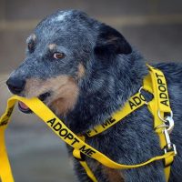 Color-Coded Friendly Dog Collars - Adopt Me