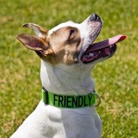 Color-Coded Friendly Dog Collars - Friendly