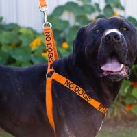 Color-Coded Friendly Dog Collars - No Dogs