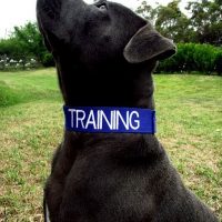 Color-Coded Friendly Dog Collars - Training