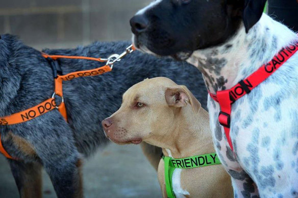 Color-Coded Friendly Dog Collars