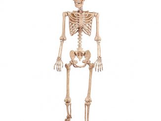 Crazy Bonez Pose n' Stay Skeleton