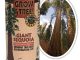 DIY Giant Sequoia