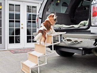 EZ Up Collapsible Pet Stairs