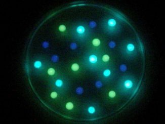 Fluorescent Cyanobacteria Petri Dish Soap