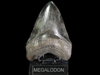 Fossil Megalodon Teeth