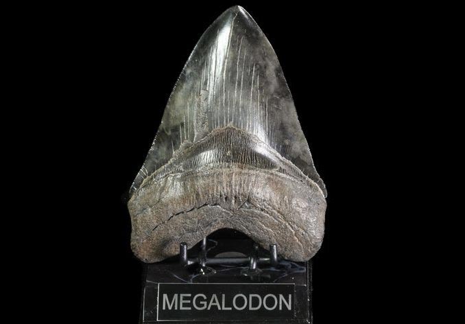 Fossil Megalodon Teeth