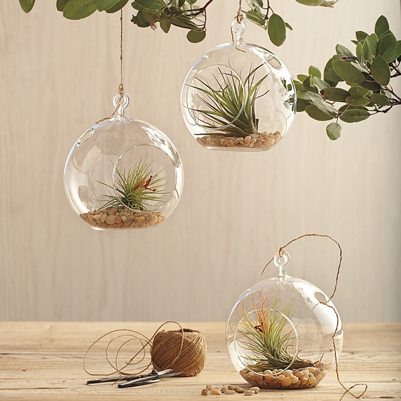 Glass Garden Globe Plant