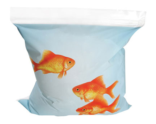 Goldfish Sandwich Bags