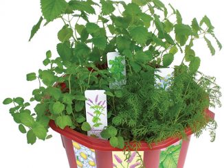 Grow Your Own Herbal Tea Terrarrium