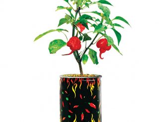 Grow Your Own World's Hottest DIY Pepper