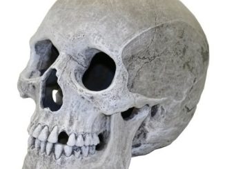 Human Skull Aquarium Ornament