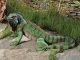 Iguana Garden Statue Big