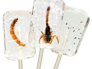 Insectilix Lolly